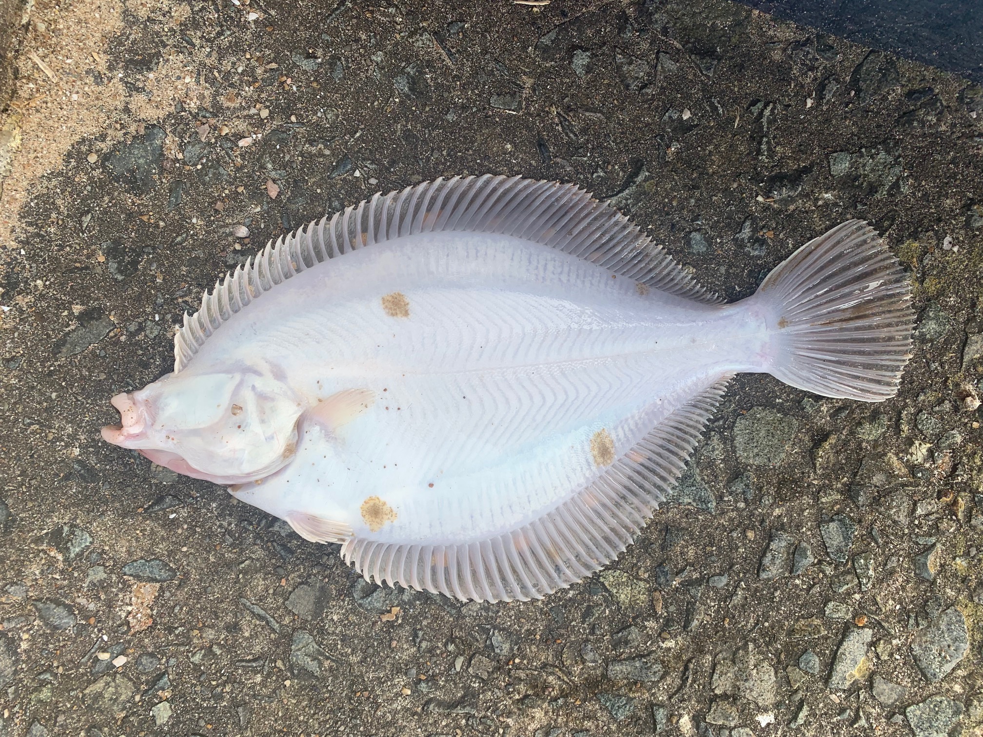 Abnormal Markings on Flatfish Around the UK