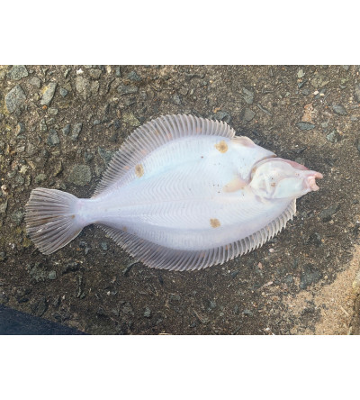 Abnormal Markings on Flatfish Around the UK