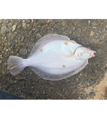 Abnormal Markings on Flatfish Around the UK